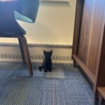 Abandoned Kitten at Research Park Finds Furever Home with Zite AI 5 Abandoned Kitten at Research Park Finds Furever Home with Zite AI