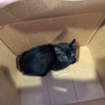 Abandoned Kitten at Research Park Finds Furever Home with Zite AI 4 Abandoned Kitten at Research Park Finds Furever Home with Zite AI