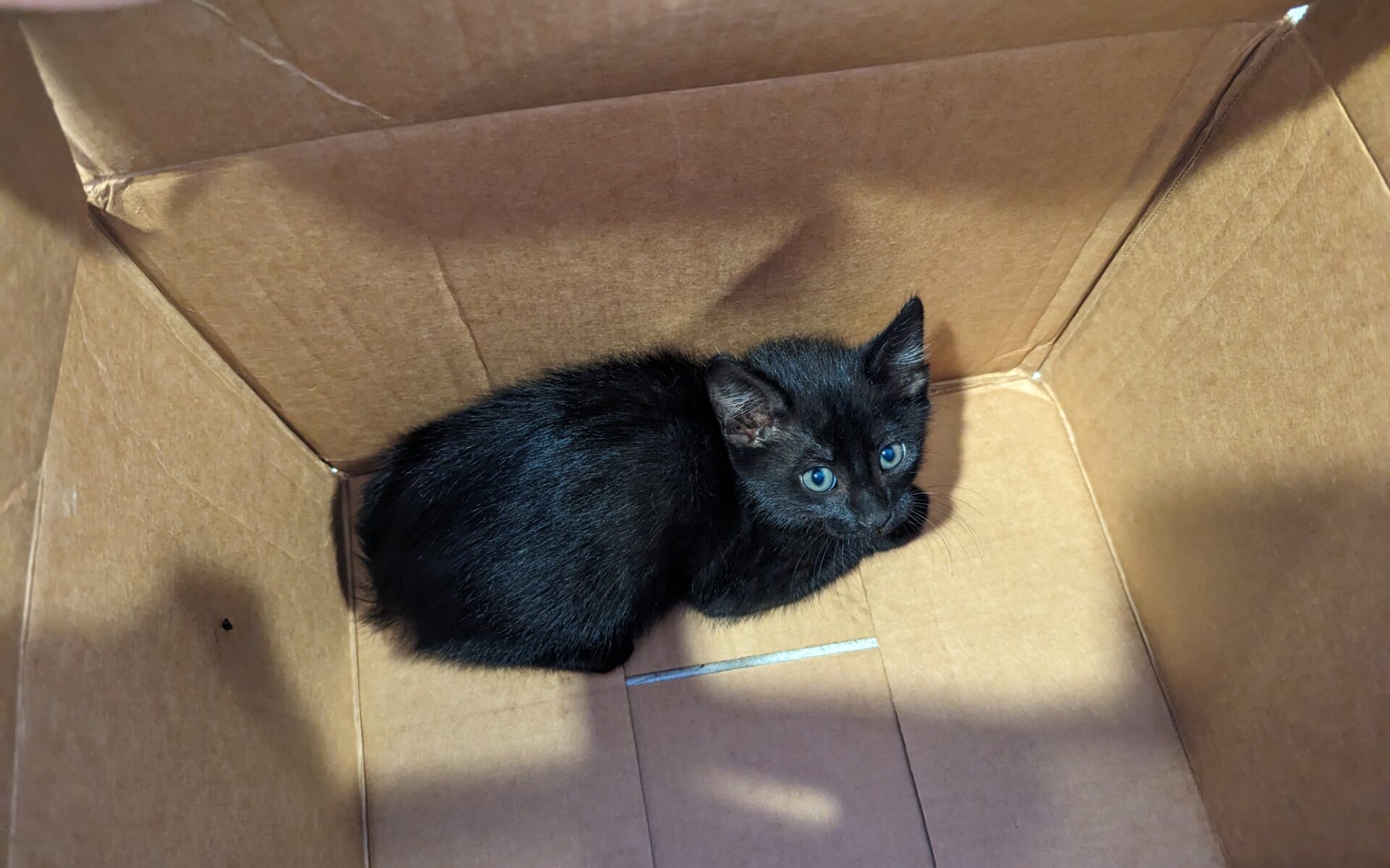 Abandoned Kitten at Research Park Finds Furever Home with Zite AI 3 Abandoned Kitten at Research Park Finds Furever Home with Zite AI