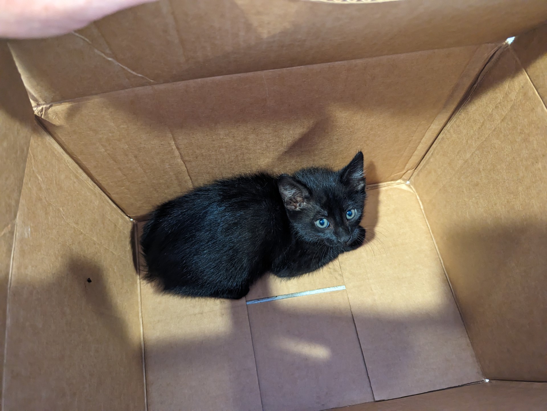 cat
